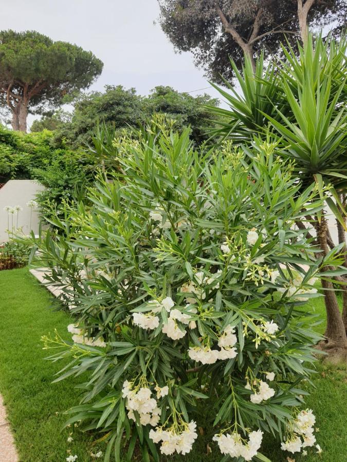 Bed & Breakfast Sole D'oro Iun S4354 La Maddalena (Cagliari)