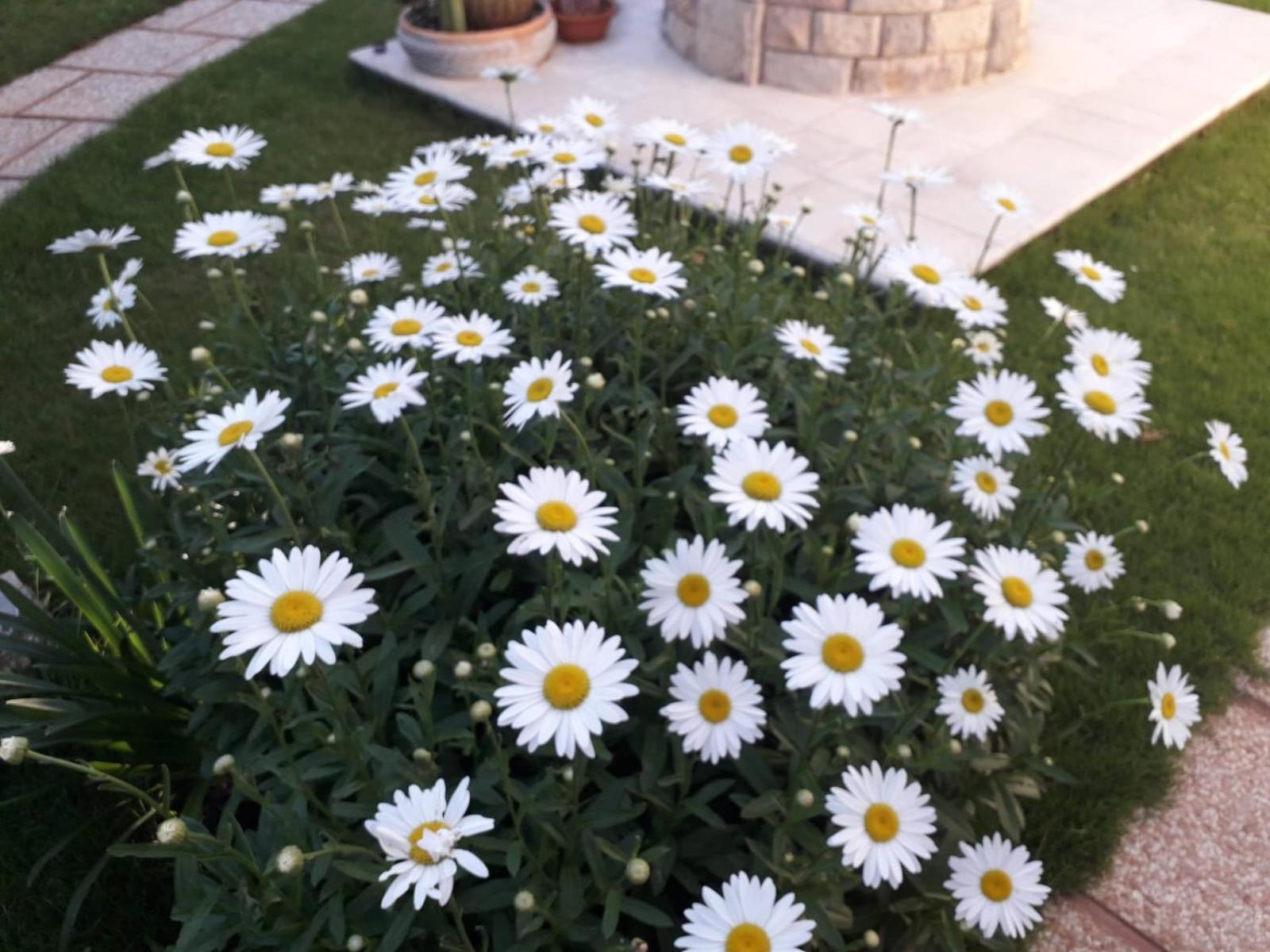 Bed & Breakfast Sole D'oro Iun S4354